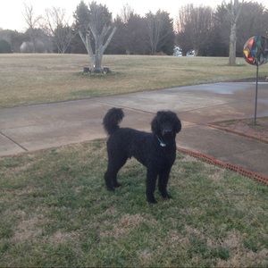 Meet your Posher, Robert